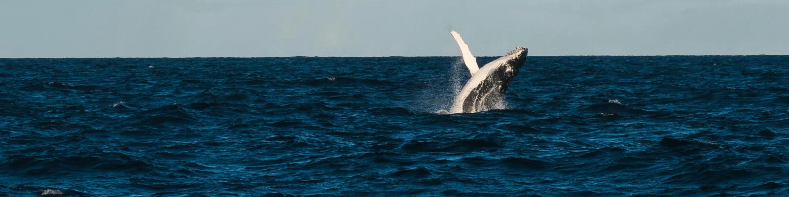 Whale at sea