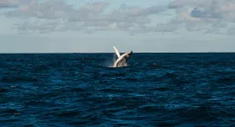 Whale surfacing at sea