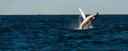 Whale surfacing at sea