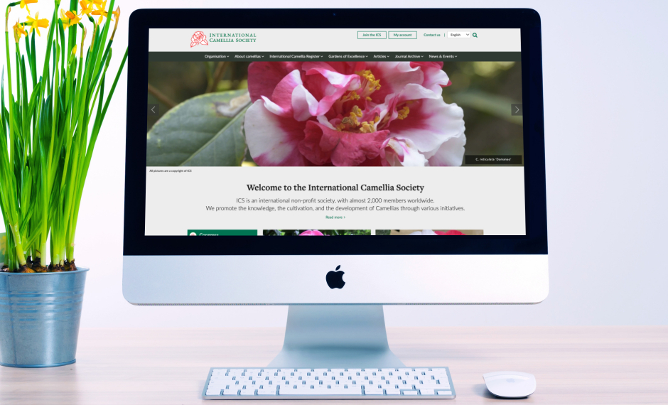 A white desk with iMac, which display the International Camellia Society website