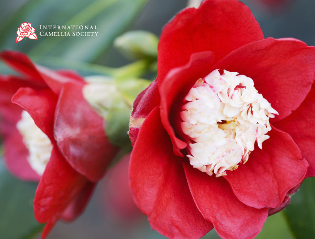 International Camellia Society website design