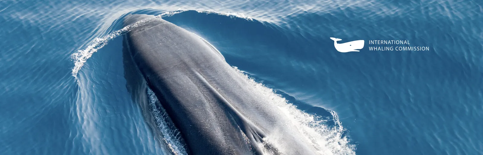 Whale jumping out of the water