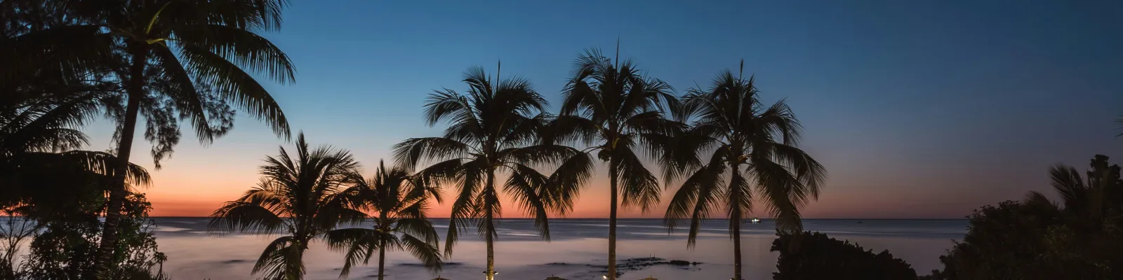 Palm trees in the sunset