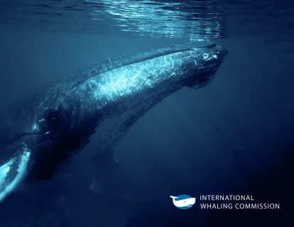 International Whaling Commission website development