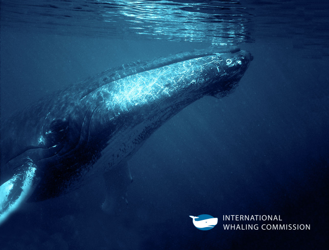 International Whaling Commission website development